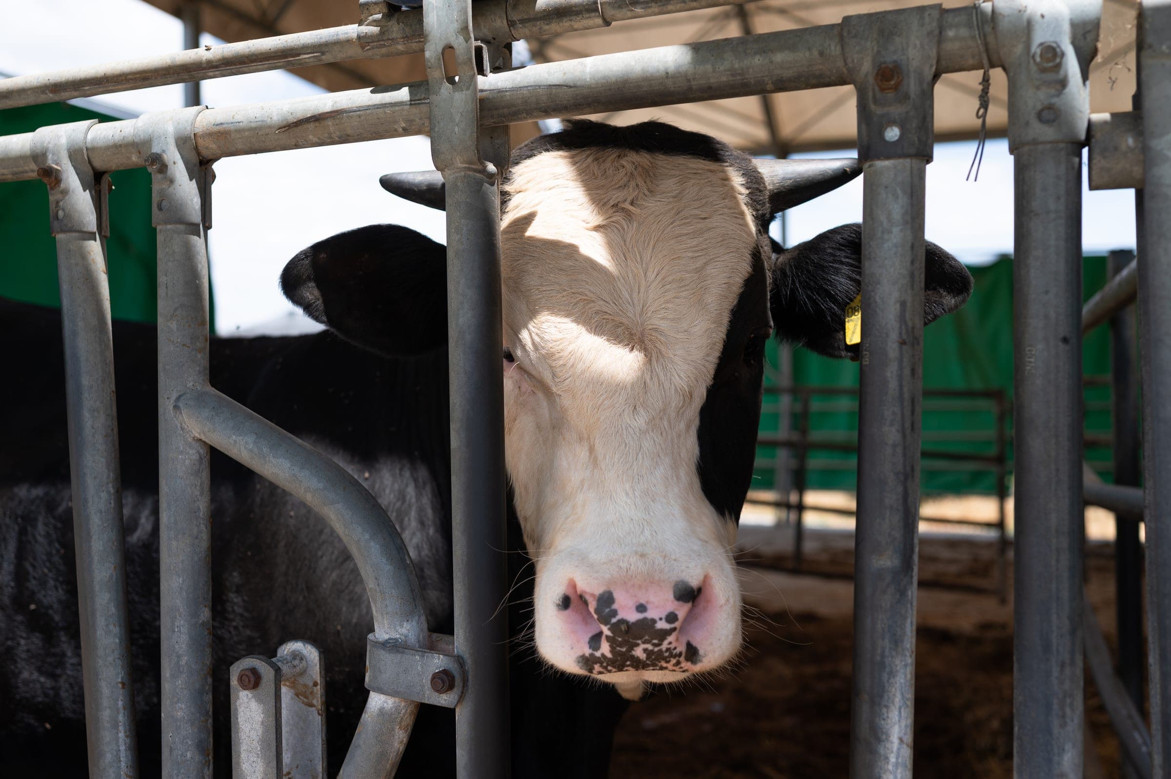 Bovino nell'Azienda Didattica accreditata Badiula