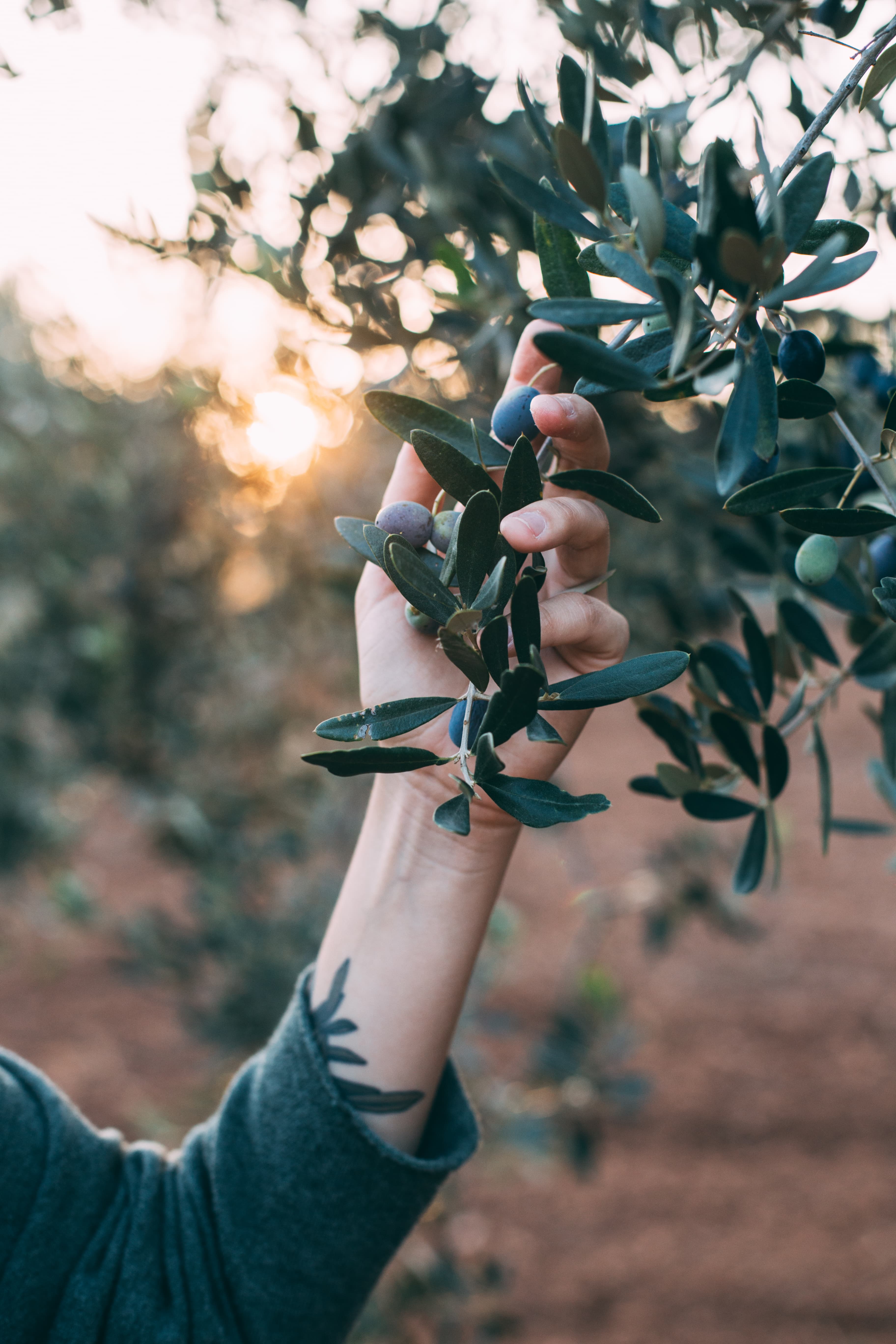 Luce di Terra - olio EVO e marmellate Badiula